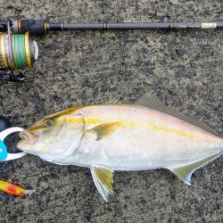 ネイリが大分大きくなってきた。