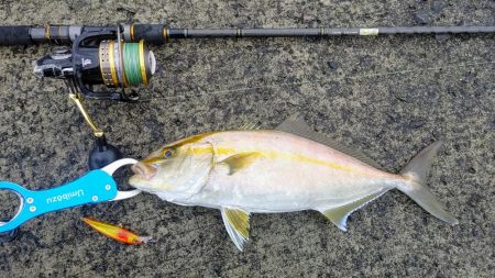 ネイリが大分大きくなってきた。