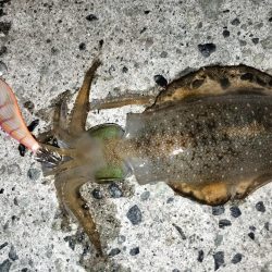 アオリとケンサキ