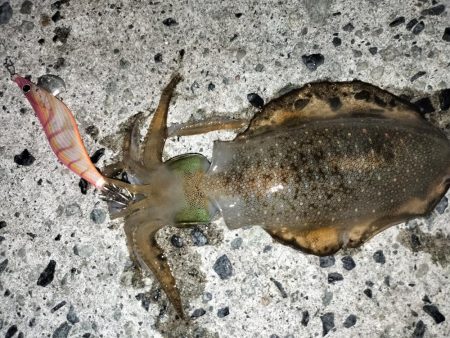 アオリとケンサキ