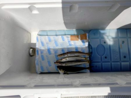 数万匹の・・・