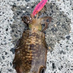 新子はいっぱいいるけど