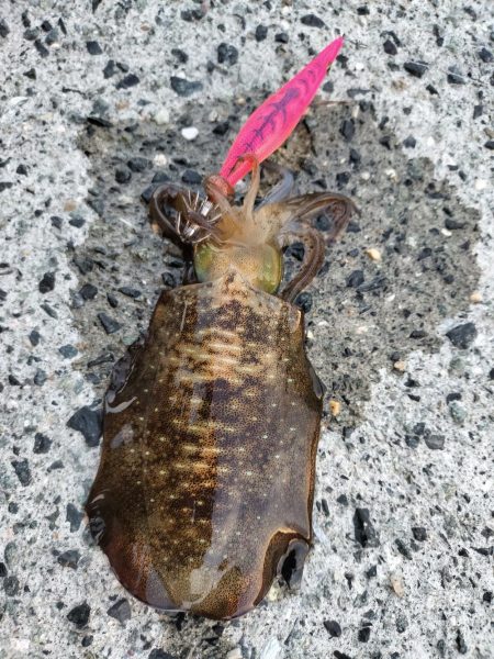 新子はいっぱいいるけど