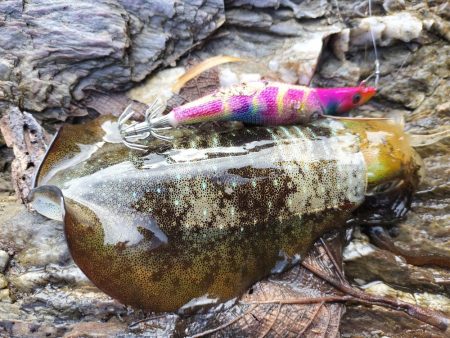 新子がたくさん