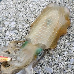 秋にしてはいいんじゃない？