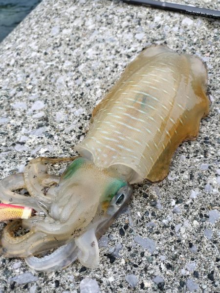 秋にしてはいいんじゃない？