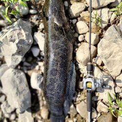 ブラックバスのはずが、、、