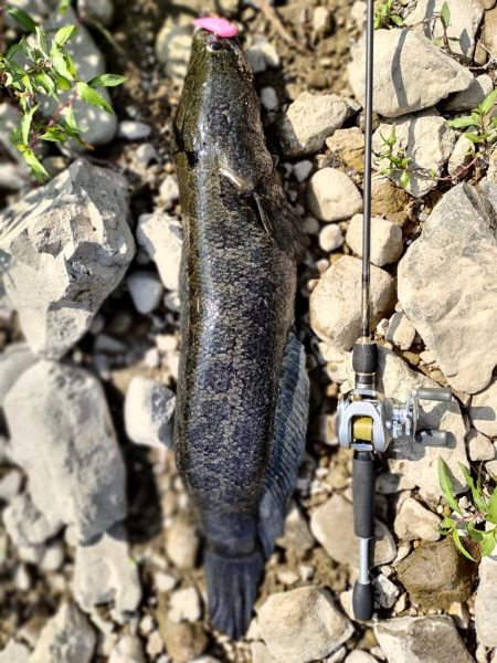 ブラックバスのはずが、、、