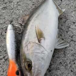 今年はネイリが多い