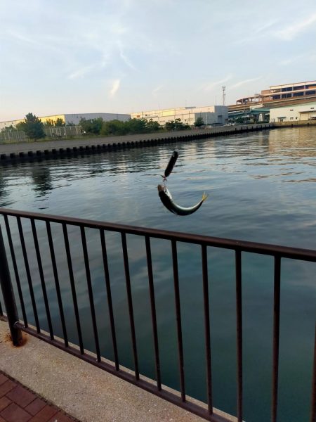 自作レジンバイブでサバ