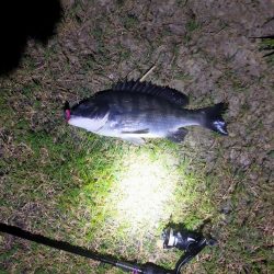 強風の武庫川で