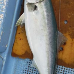 ジギングシーズン突入