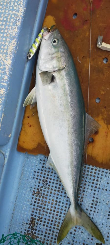 ジギングシーズン突入