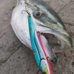 南港魚釣園は爆釣、一方シーサイドコスモは…