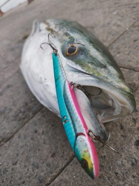 南港魚釣園は爆釣、一方シーサイドコスモは.…