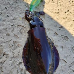 新子がたくさん