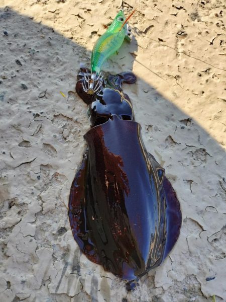 新子がたくさん