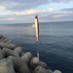 鋭い引きのアノ魚が!!