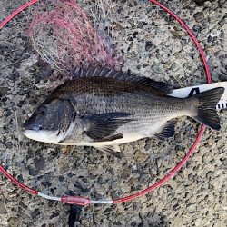 良型チヌに秋の小チヌの数釣り