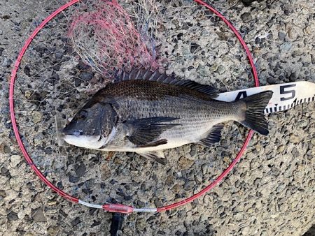 良型チヌに秋の小チヌの数釣り