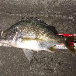 夜釣り行ってきました