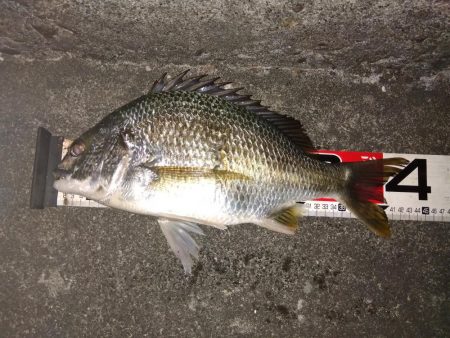 夜釣り行ってきました