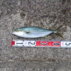 やったーカンパチ　　の子供ゲット