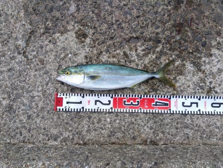 やったーカンパチ　　の子供ゲット