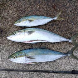 またまたブリ~ の子供