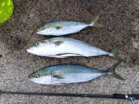 またまたブリ～　の子供