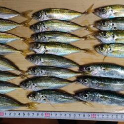 アジ釣り