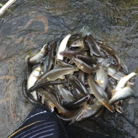 小さくても強烈なアタリで楽しんだ吉和川