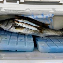 久々のシーバス