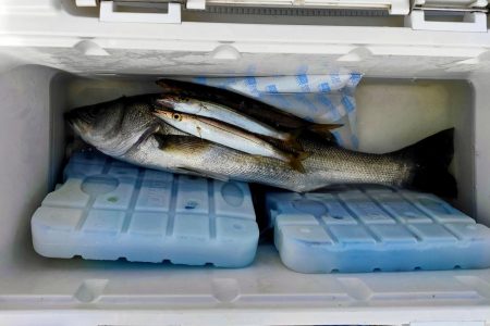 久々のシーバス