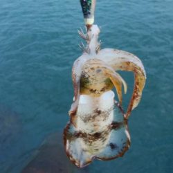 アオリイカ1杯、キジハタ2匹!