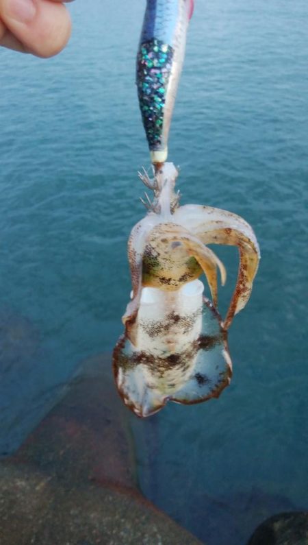 アオリイカ1杯、キジハタ2匹！