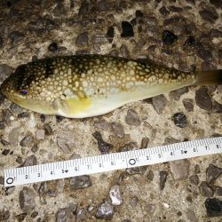 少しずつ大きく