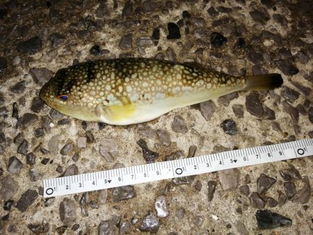 少しずつ大きく