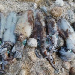 アオリイカ8杯！