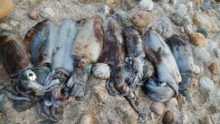 アオリイカ8杯！