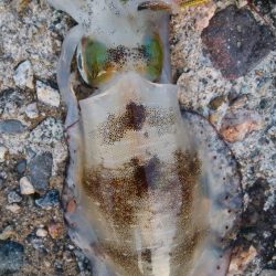 アオリイカ4杯！