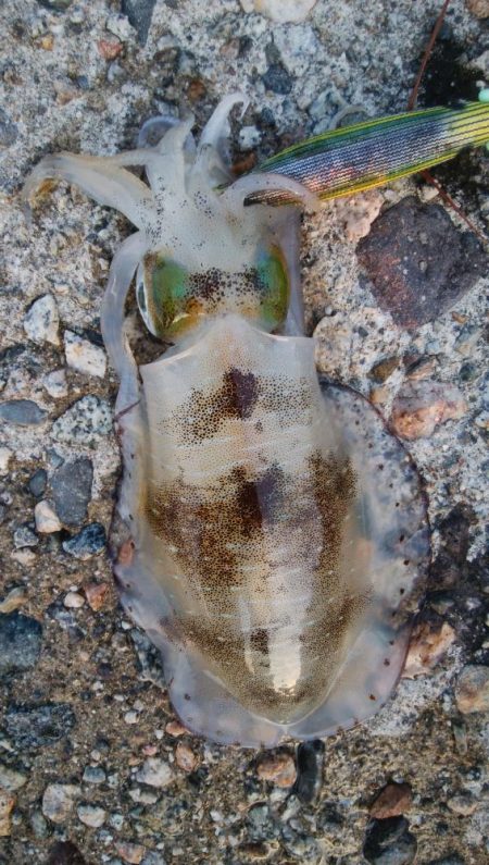 アオリイカ4杯！