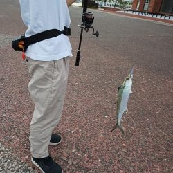 サゴシが出始めてますね