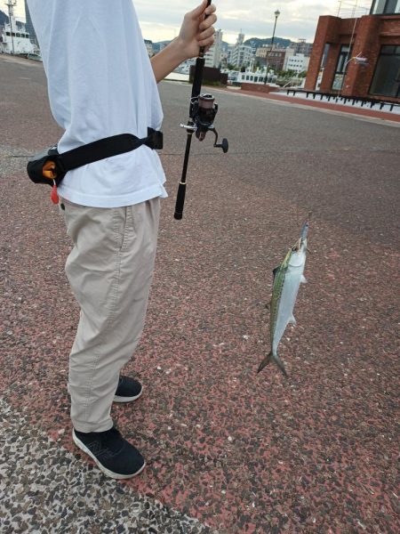 サゴシが出始めてますね