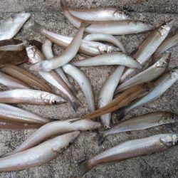 台風通過後の播磨新島キス調査