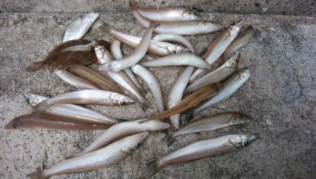 台風通過後の播磨新島キス調査