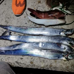 タチウオは楽しい☆