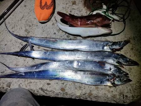 タチウオは楽しい☆