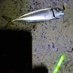 シーサイドコスモのタチウオ調査