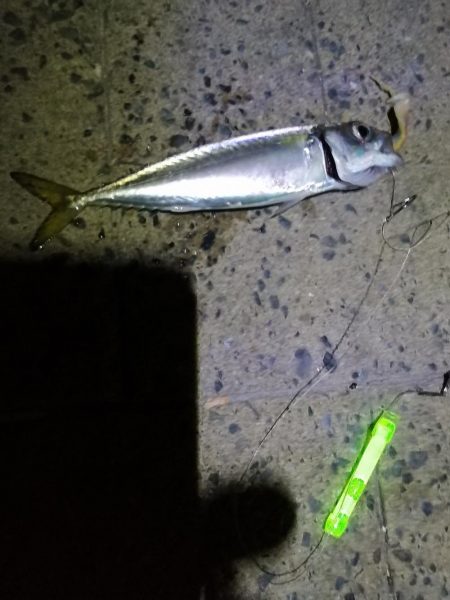 シーサイドコスモのタチウオ調査